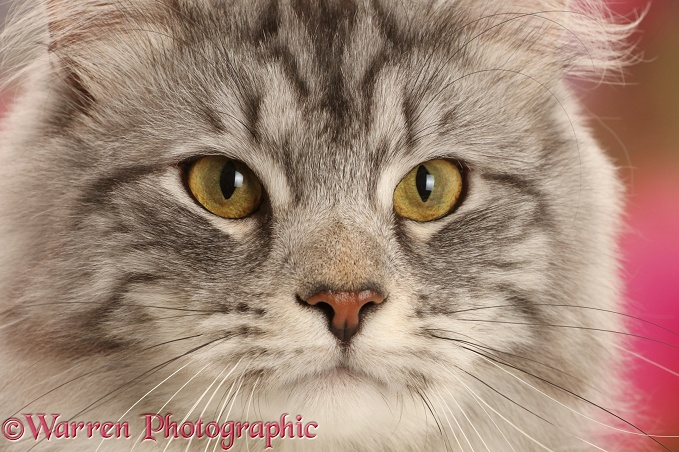 Silver tabby cat, Blaze, 10 months old, portrait