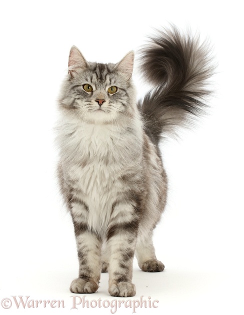 Silver tabby cat, Blaze, 10 months old, standing with tail erect, white background