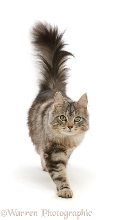 Silver tabby cat, Freya, 10 months old, walking with tail erect, white background