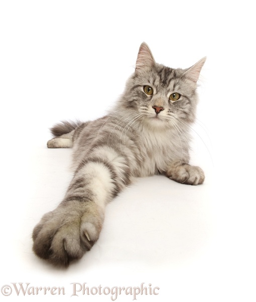 Silver tabby cat, Blaze, 10 months old, with outstretched paw, white background