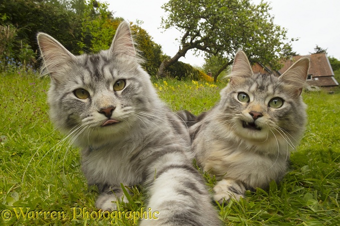 Silver tabby cats, Freya and Blaze, 10 months old, in the garden doing a Cat Selfie
