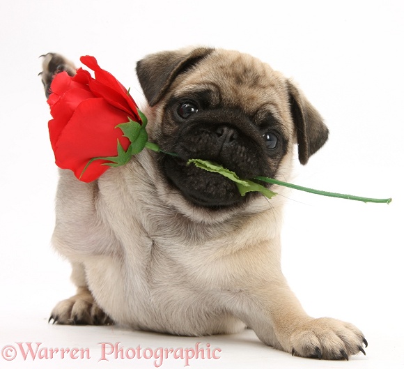 Fawn Pug pup, 8 weeks old, holding a red rose, white background