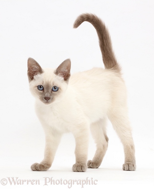 Blue-point kitten, standing, white background