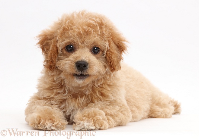 Cavachondoodle pup, white background