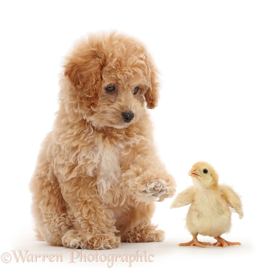 Cavachondoodle pup pointing at yellow chick, white background