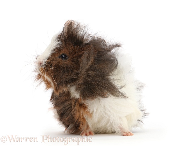 Bad hair day Guinea pig, white background