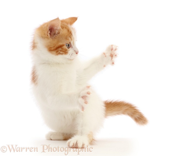 Playful Ginger-and-white kitten, white background