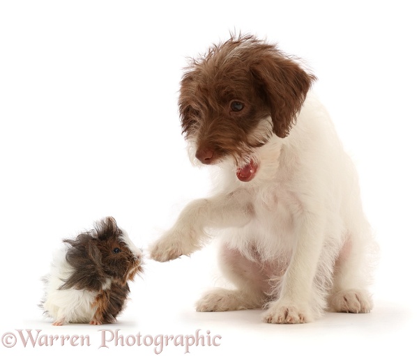 Brown-and-white scruffy mutt pointing at bad hair day Guinea pig, white background