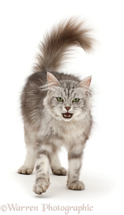 Silver tabby cat, Shimmer, walking, white background