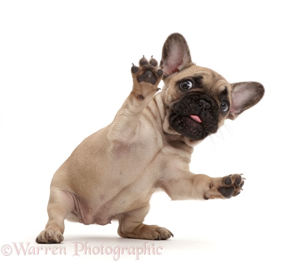 French Bulldog puppy, 7 weeks old, jumping back in surprise, white background