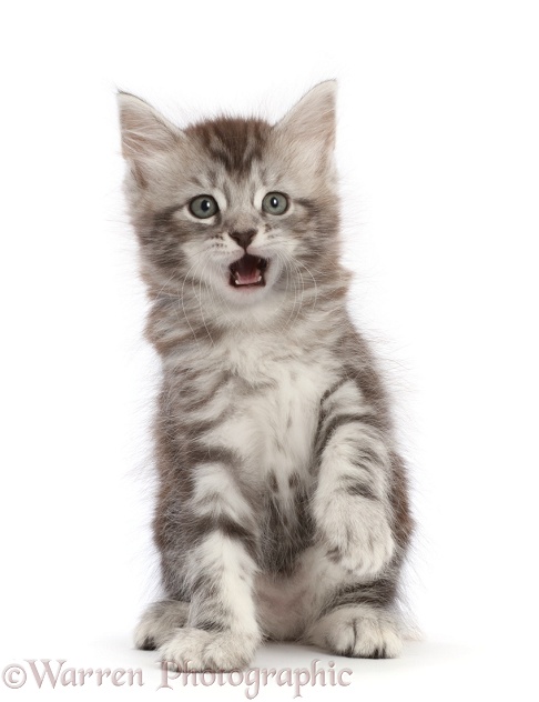 Silver tabby kitten, Blaze, 6 weeks old, sitting with paw up, and making a funny expression, open mouth, white background
