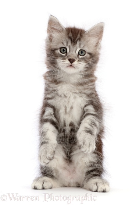 Silver tabby kitten, Blaze, 6 weeks old, with raised paws, white background