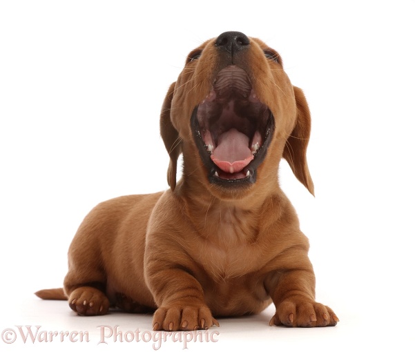 Red Dachshund puppy yawning, white background