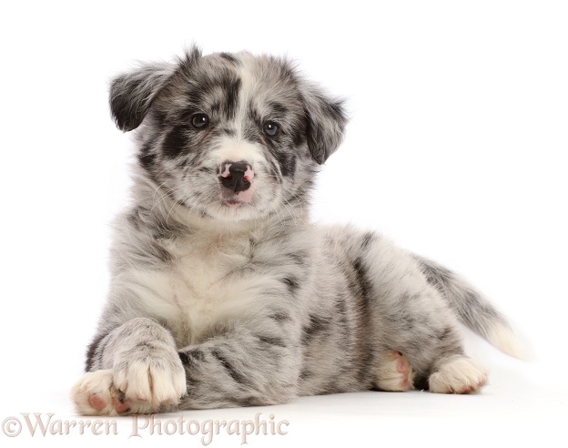 Merle Border Collie puppy, lying head up and paws crossed, white background