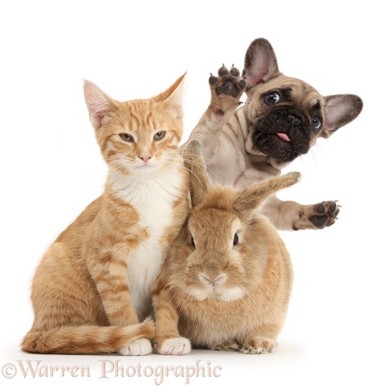 Ginger kitten, Tom, 3 months old, and sandy rabbit in front of foolish French Bulldog pup, white background