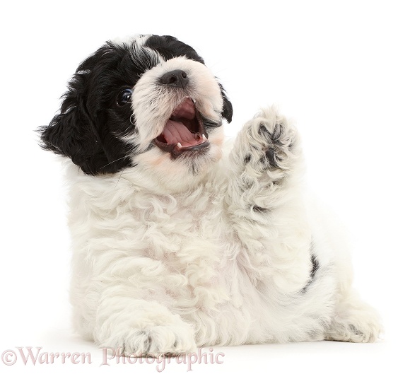 Playful black-and-white Cavapoo puppy paw up, mouth open, white background