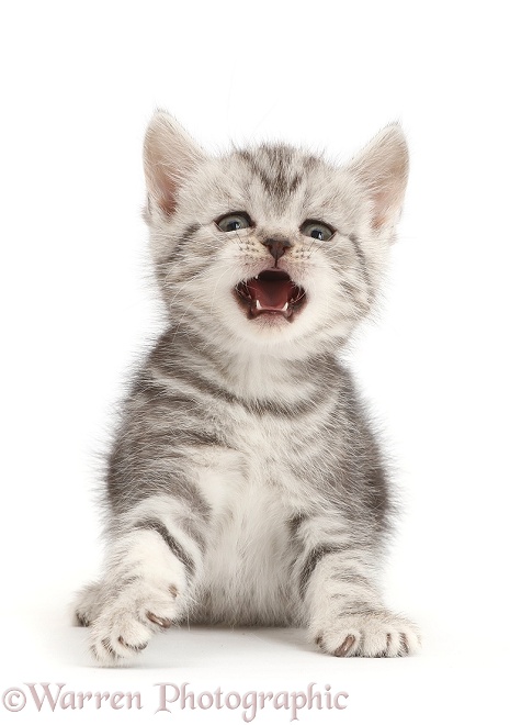Silver tabby kitten, 10 weeks old, with mouth open, white background