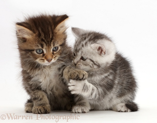 Brown and Silver tabby kittens, 6 weeks old, holding paws, white background