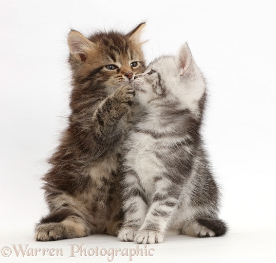 Brown and Silver tabby kittens, 6 weeks old, kissing, white background