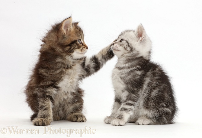 Brown tabby kitten, 6 weeks old, with paw on Silver kitten's face, white background