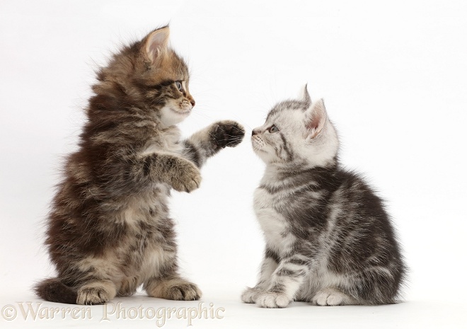 Brown and Silver tabby kittens, 6 weeks old, face-to-face, white background