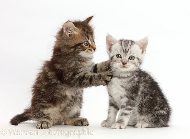 Brown tabby kitten, 6 weeks old, with paws on Silver kitten's neck, white background
