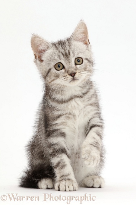 Silver tabby kitten, 10 weeks old, white background