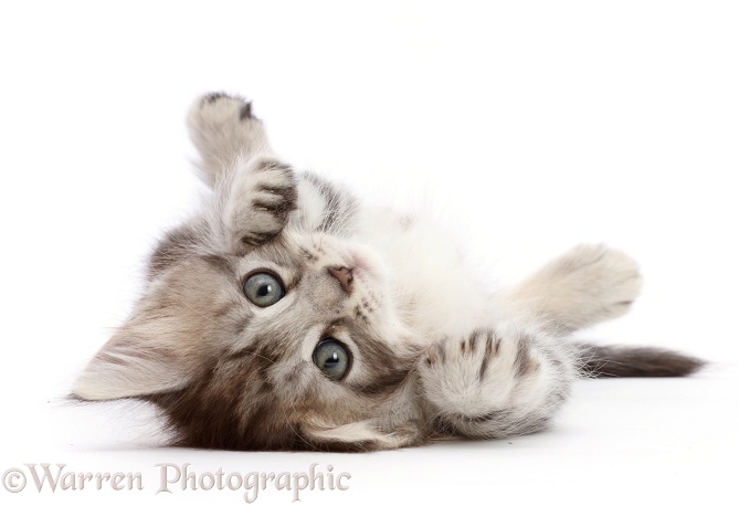 Silver tabby kitten, Blaze, 5 weeks old, rolling on his back, white background