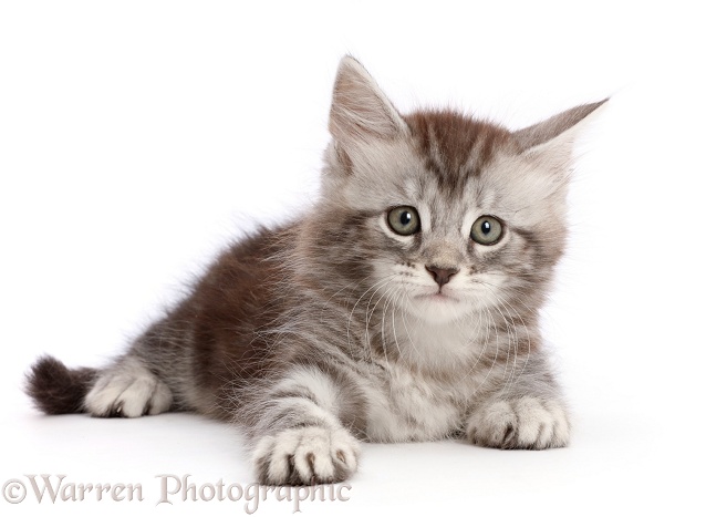 Silver tabby kitten, Blaze, 7 weeks old, white background