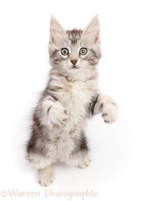 Silver tabby kitten, Freya, 8 weeks old, with raised paws, white background