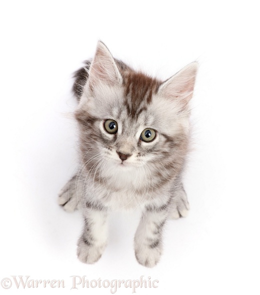 Silver tabby kitten, Blaze, 8 weeks old, sitting and looking up, white background