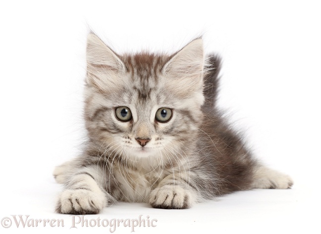 Silver tabby kitten, Freya, 8 weeks old, white background