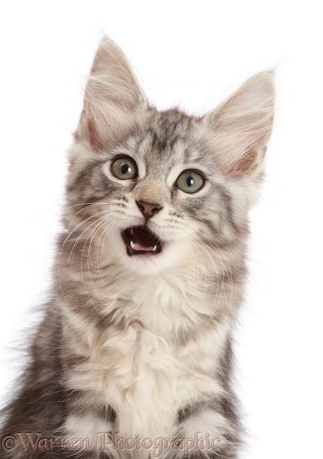 Silver tabby kitten, Freya, 9 weeks old, making a funny expression, open mouth, white background