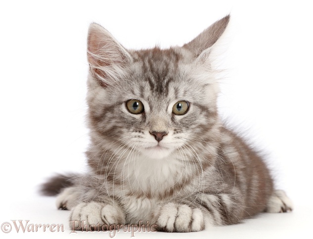 Silver tabby kitten, Blaze, 10 weeks old, white background