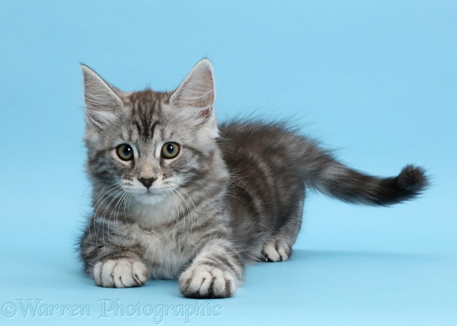 Silver tabby kitten, Freya, 10 weeks old, on blue background