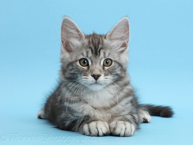 Silver tabby kitten, Freya, 10 weeks old, on blue background