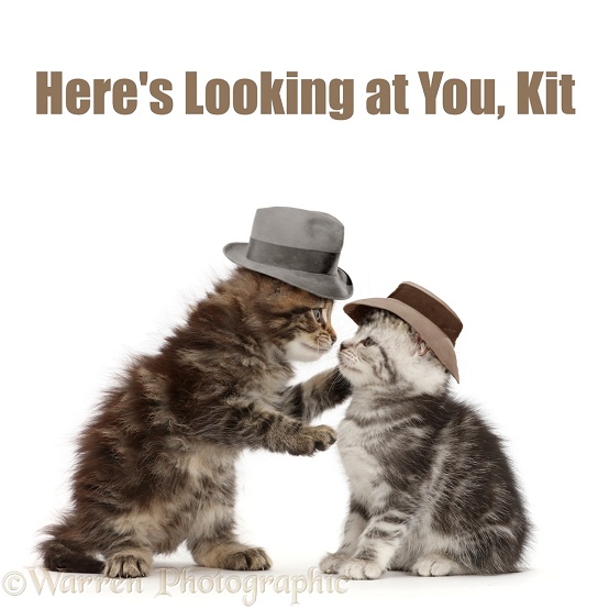 Brown and Silver tabby kittens, 6 weeks old, kissing - Silver Screen Cat Phrases - "Here's Looking at You, Kit" from Casablanca, white background