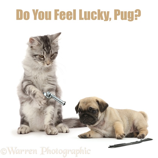 Silver tabby kitten, Blaze, holding a gun at pug puppy - Silver Screen Cat Phrases - "Do you feel Lucky, Pug?" from Dirty Harry, white background