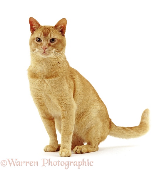 Red Burmese male cat Ozzie, sitting, white background