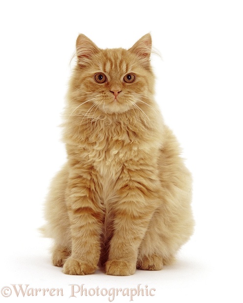 Fluffy ginger cat, sitting, white background