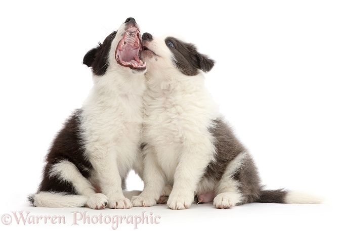 Two Border Collie puppies sitting, one yawning, white background
