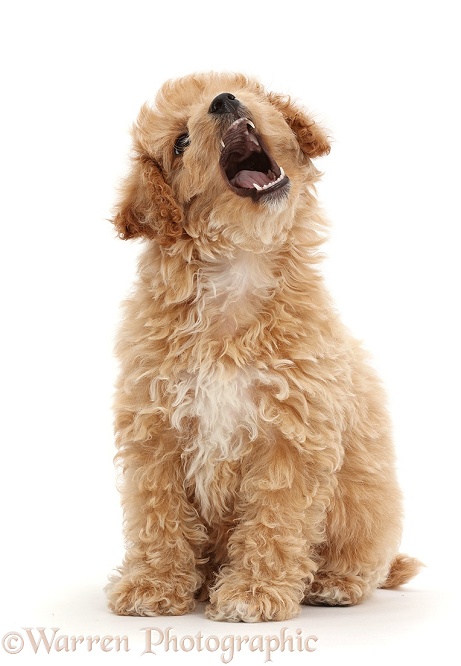 Cavachondoodle puppy, mouth open, white background