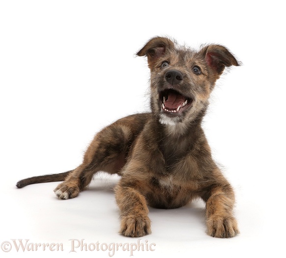 Brindle Lurcher dog puppy lying head up, mouth open, white background
