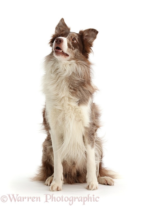 Chocolate merle Border Collie dog, looking up, white background