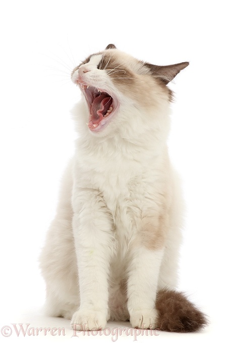 Ragdoll kitten, 4 months old, yawning, white background
