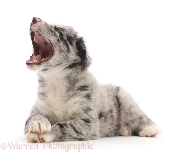 Merle Border Collie puppy, lying head up and paws crossed, white background