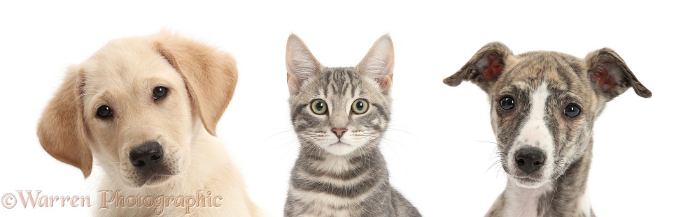Three pet animals - Yellow Labrador Retriever, Silver Tabby cat, and Whippet, white background