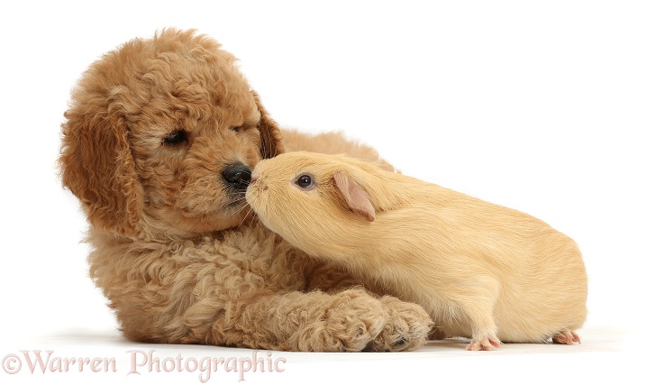 Cute F1b Goldendoodle puppy and yellow Guinea pig, white background