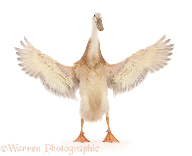 Indian Runner Duck, flapping, white background