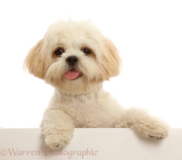 Cream Shih-tzu, 6 months old, paws over, white background